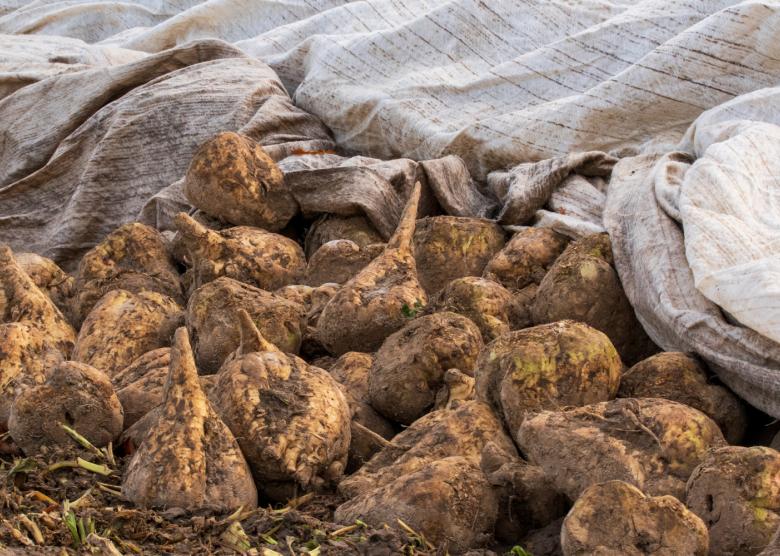 beet sugar vs cane